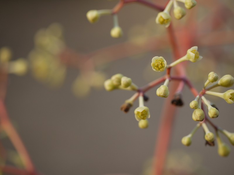Alseodaphne semecarpifolia photo 2