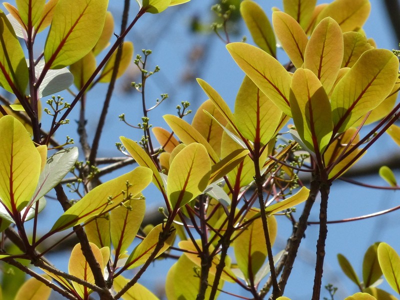 Alseodaphne semecarpifolia photo 3