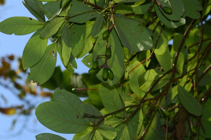 Alseodaphne semecarpifolia photo 4
