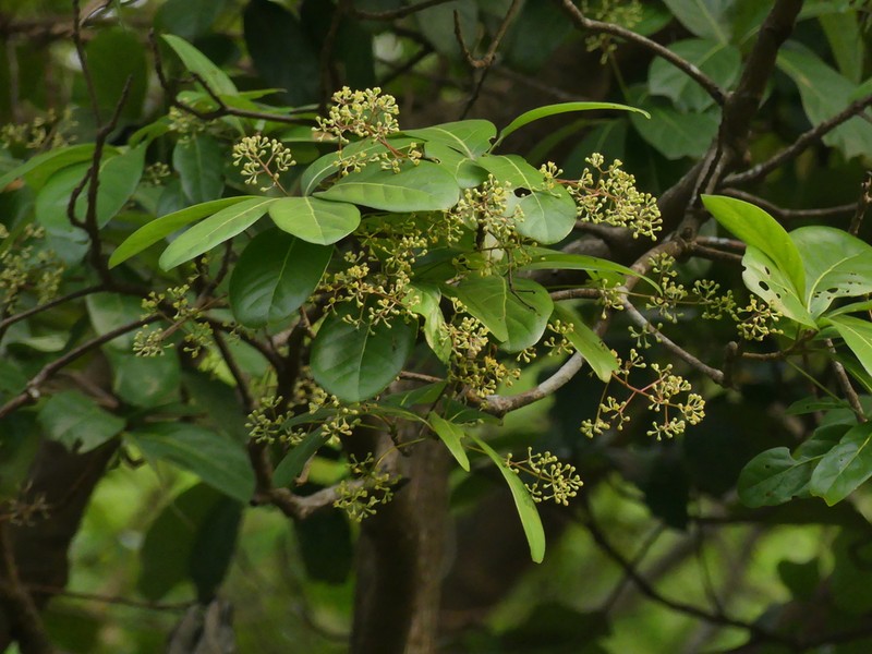Alseodaphne semecarpifolia photo 5