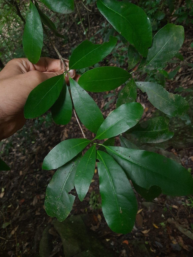 Alseodaphne semecarpifolia photo 6