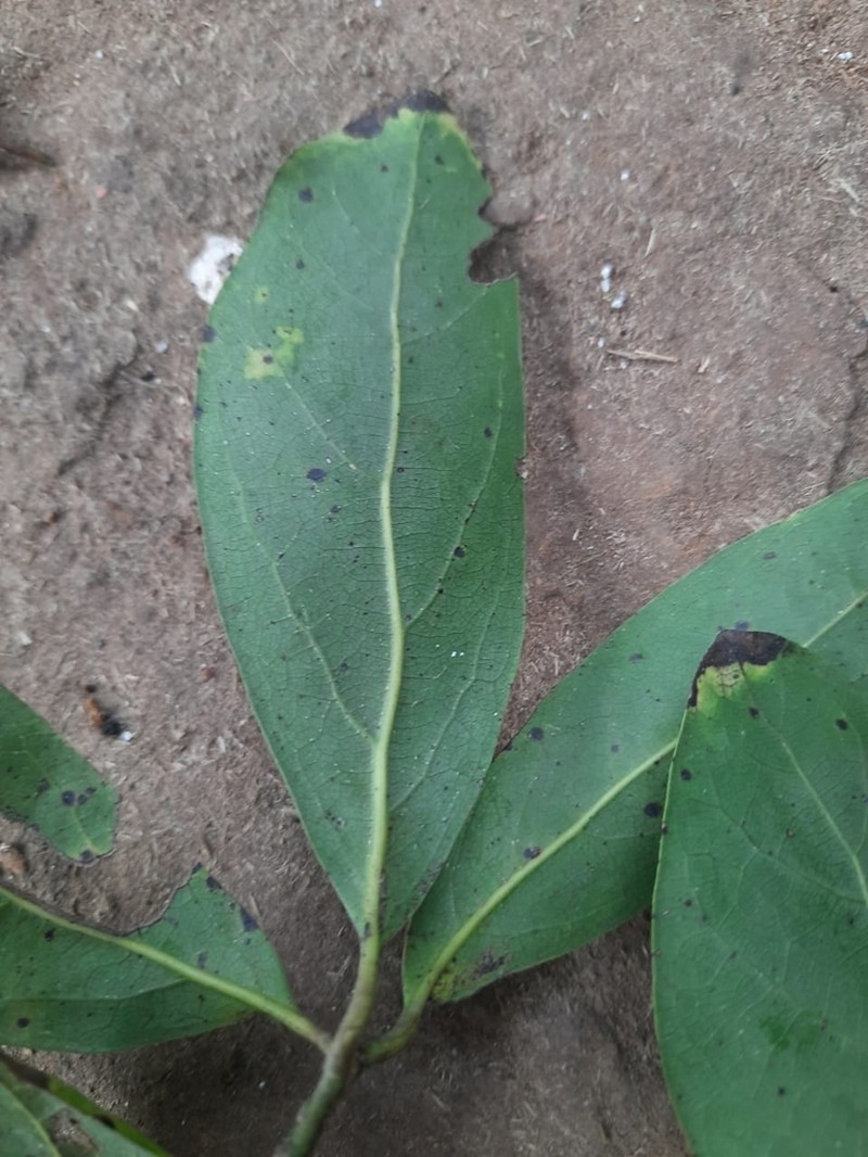 Alseodaphne semecarpifolia photo 7