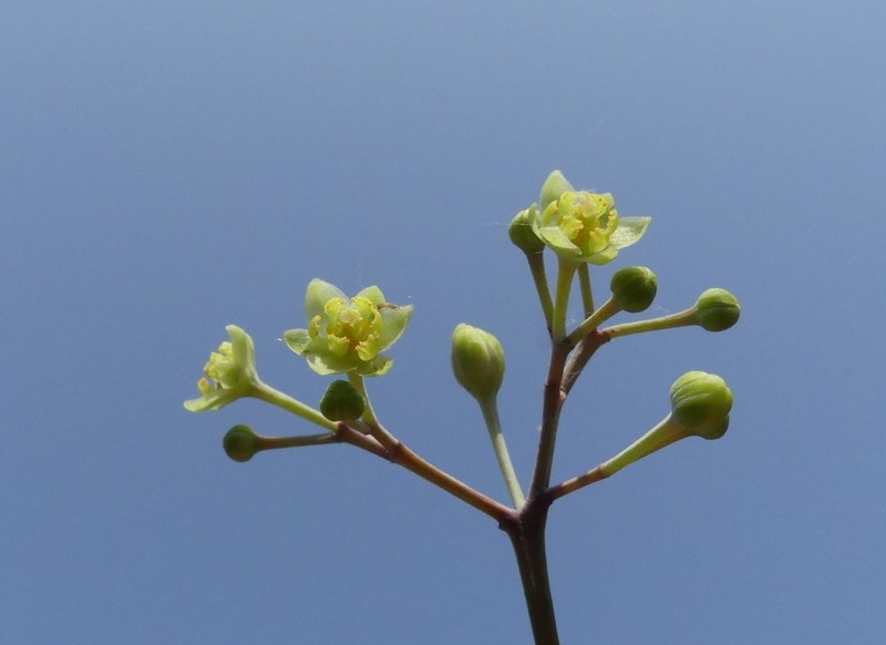 Alseodaphne semecarpifolia photo 8