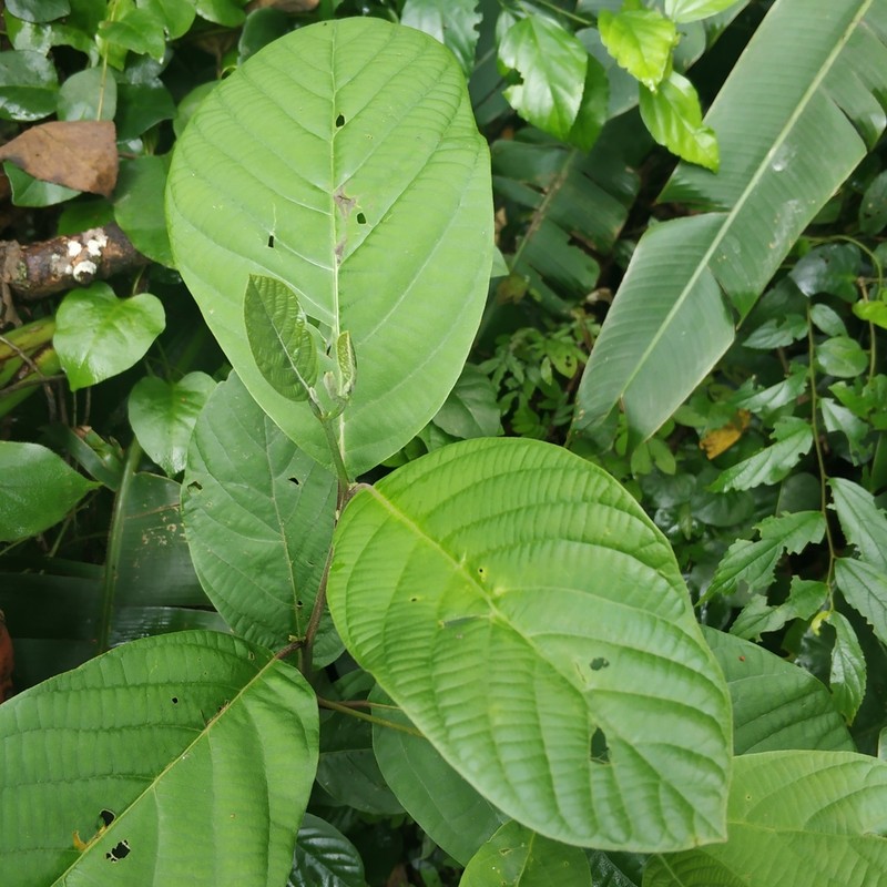 Alseodaphnopsis andersonii