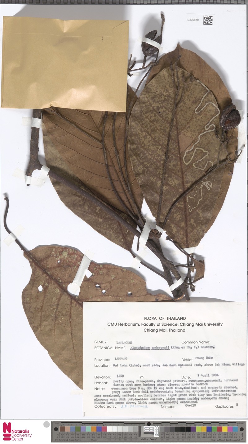 Alseodaphnopsis andersonii photo 2