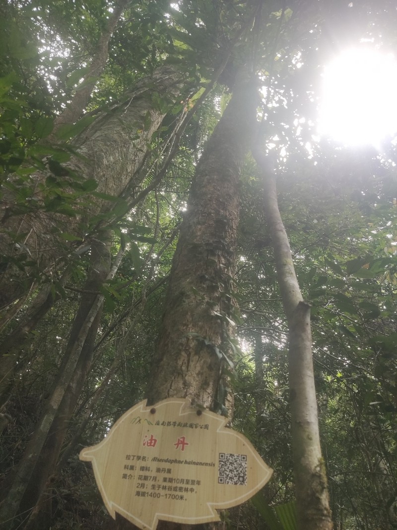 Alseodaphnopsis hainanensis