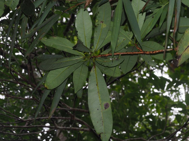 Alseodaphnopsis hainanensis photo 2