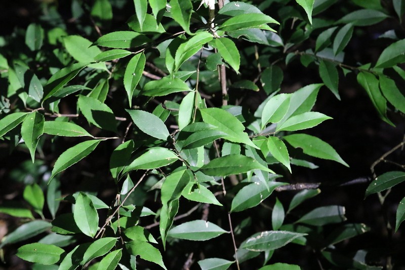 Alseodaphnopsis hainanensis photo 4