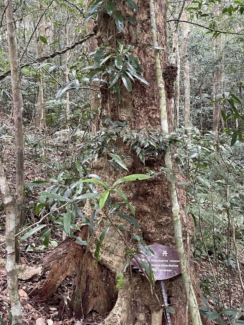 Alseodaphnopsis hainanensis photo 5