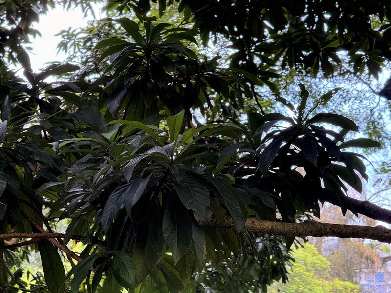 Alseodaphnopsis hainanensis photo 6