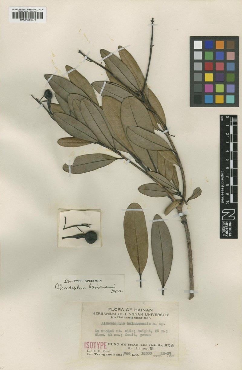 Alseodaphnopsis hainanensis photo 7