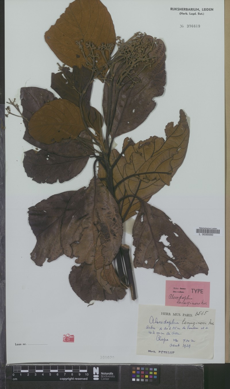 Alseodaphnopsis lanuginosa