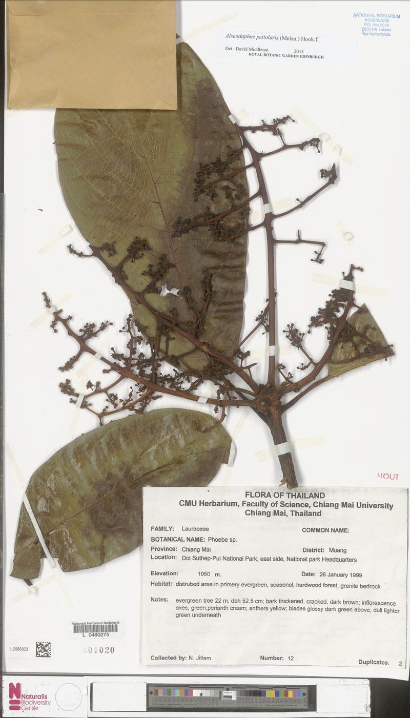 Alseodaphnopsis petiolaris