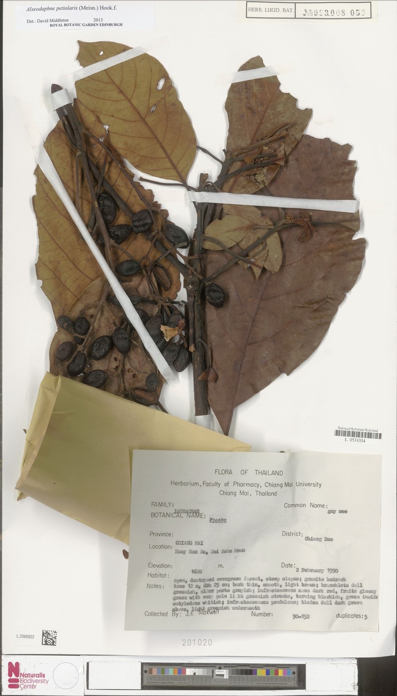 Alseodaphnopsis petiolaris photo 2