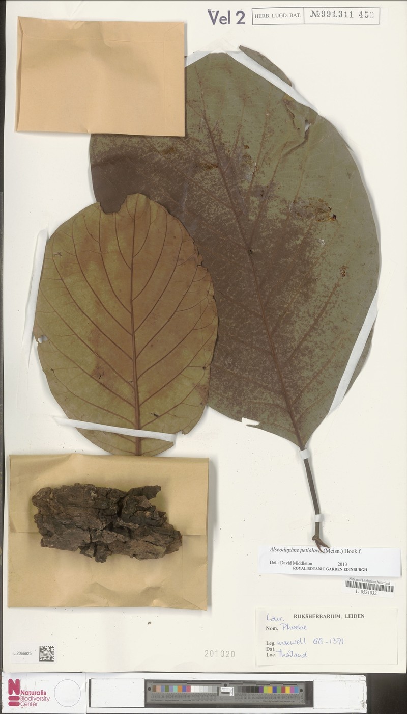 Alseodaphnopsis petiolaris photo 3