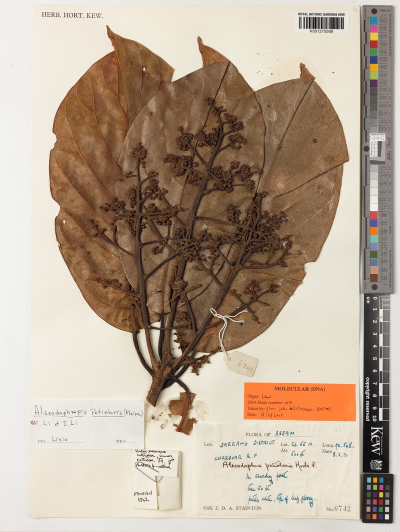 Alseodaphnopsis petiolaris