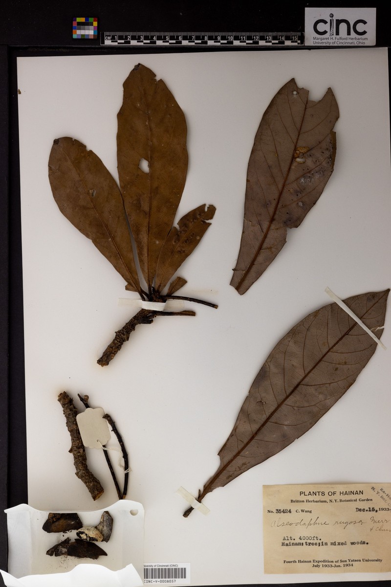 Alseodaphnopsis rugosa