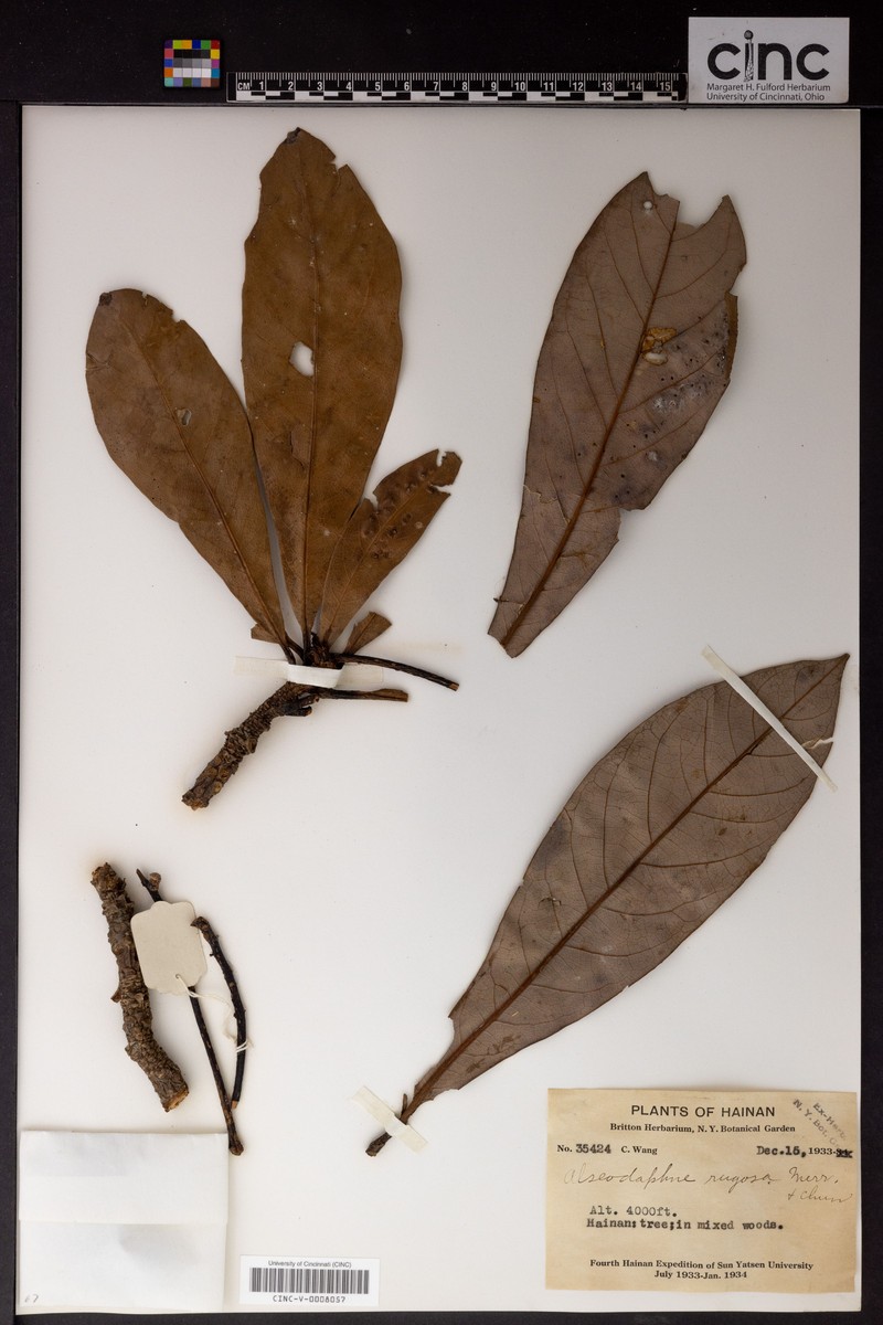 Alseodaphnopsis rugosa