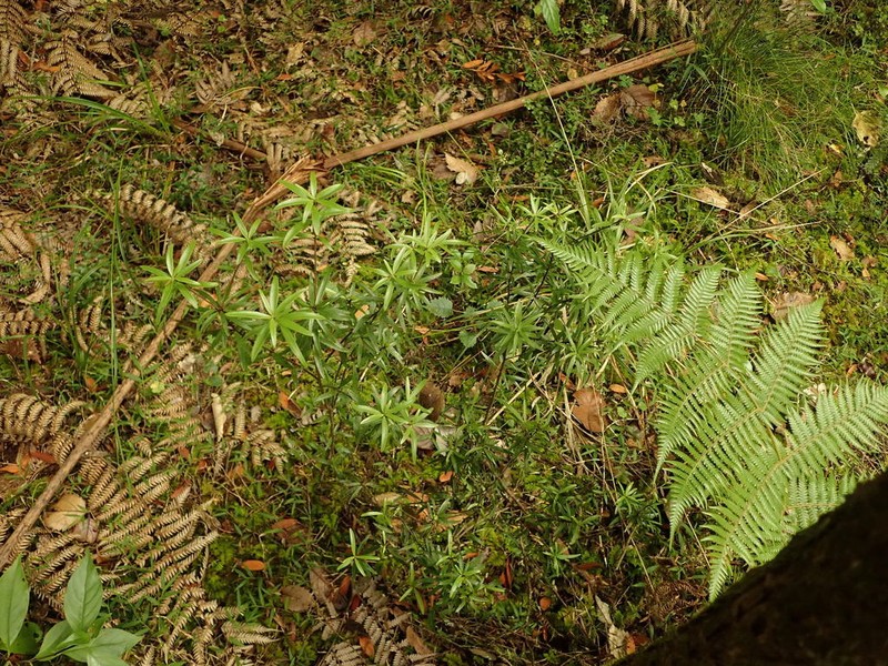 Alseuosmia banksii