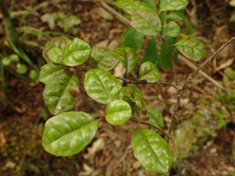 Alseuosmia banksii photo 2