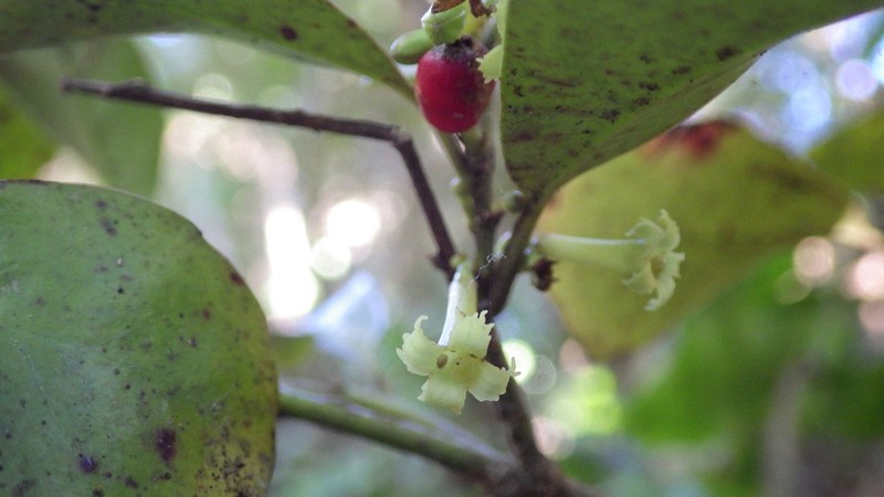 Alseuosmia banksii photo 3