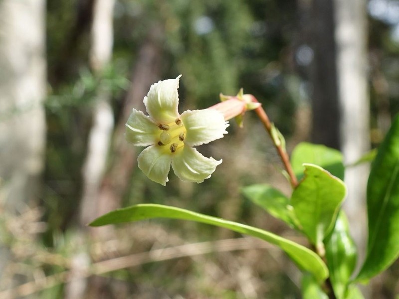 Alseuosmia banksii photo 5
