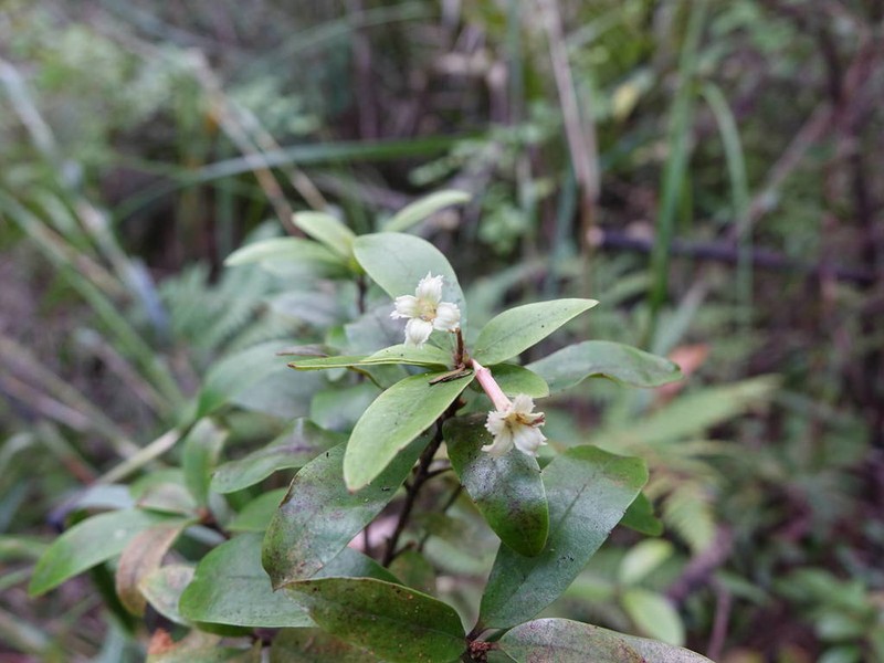 Alseuosmia banksii photo 6