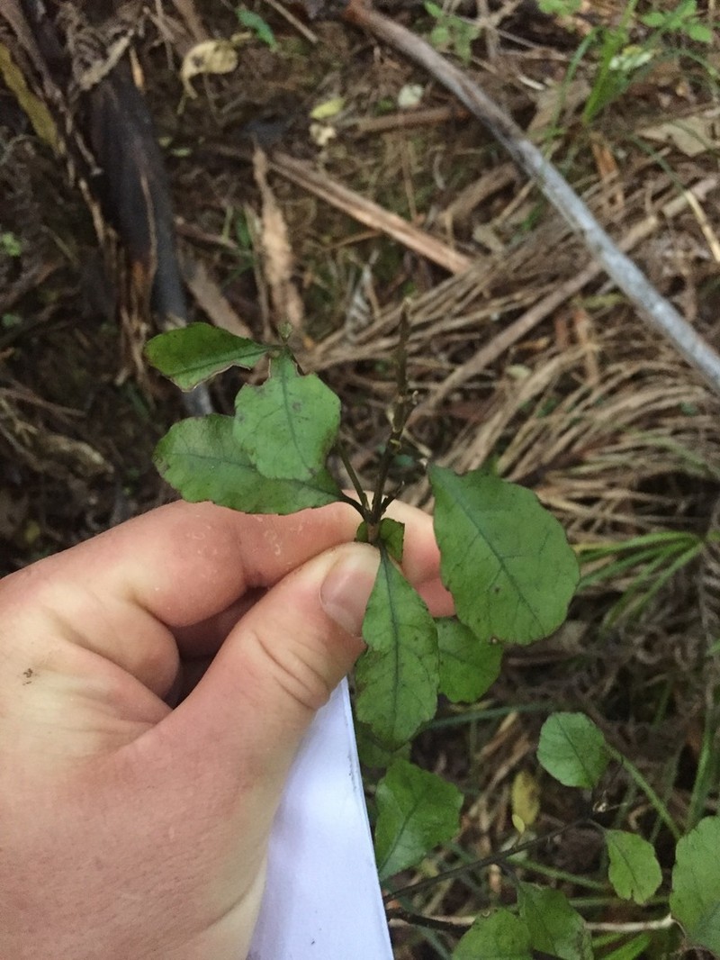 Alseuosmia banksii photo 7