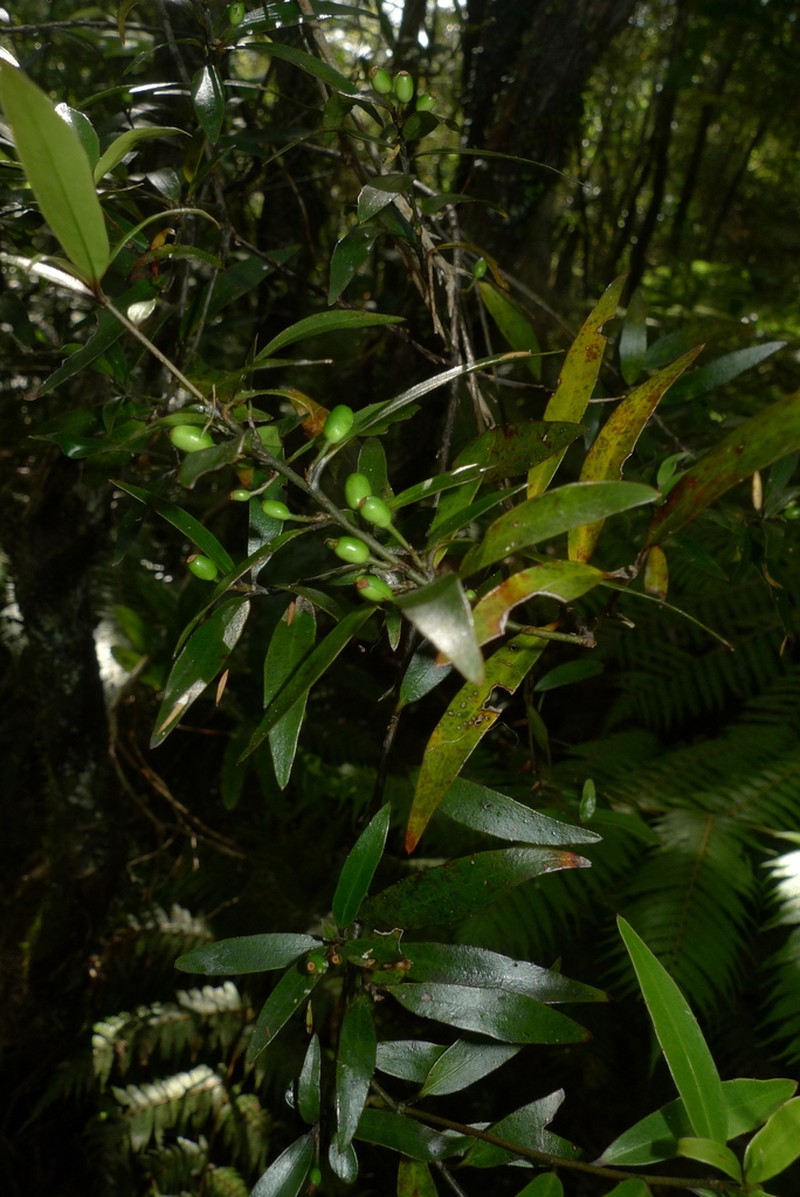 Alseuosmia banksii photo 8