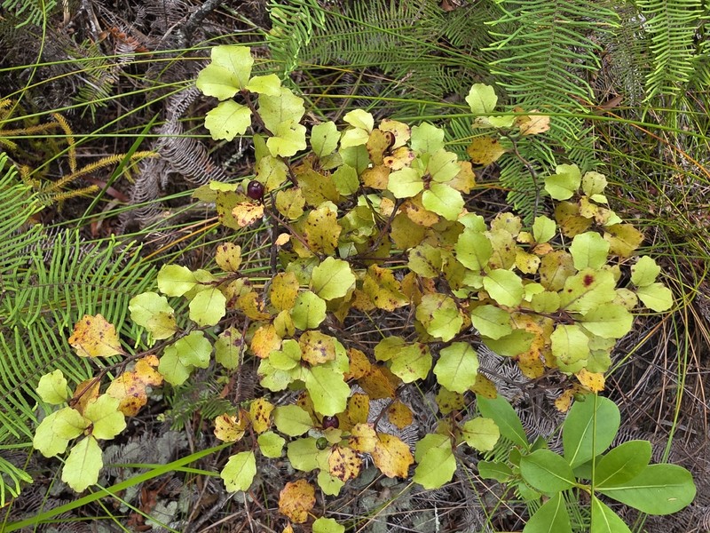 Alseuosmia banksii var. banksii