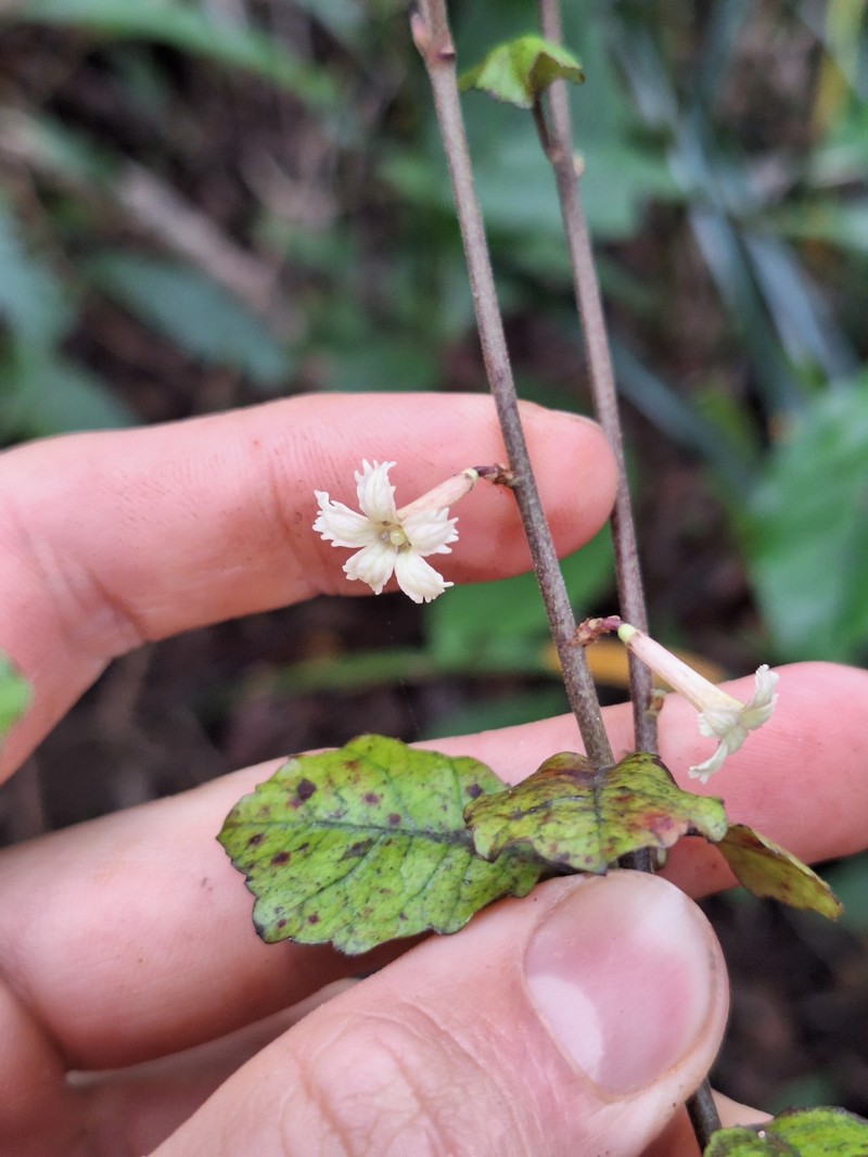 Alseuosmia banksii var. banksii photo 2
