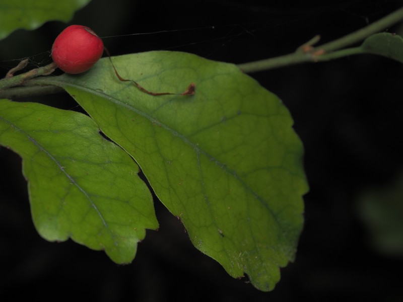 Alseuosmia banksii var. banksii photo 3
