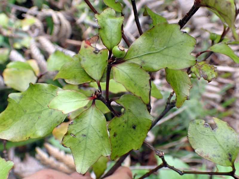 Alseuosmia banksii var. banksii photo 4