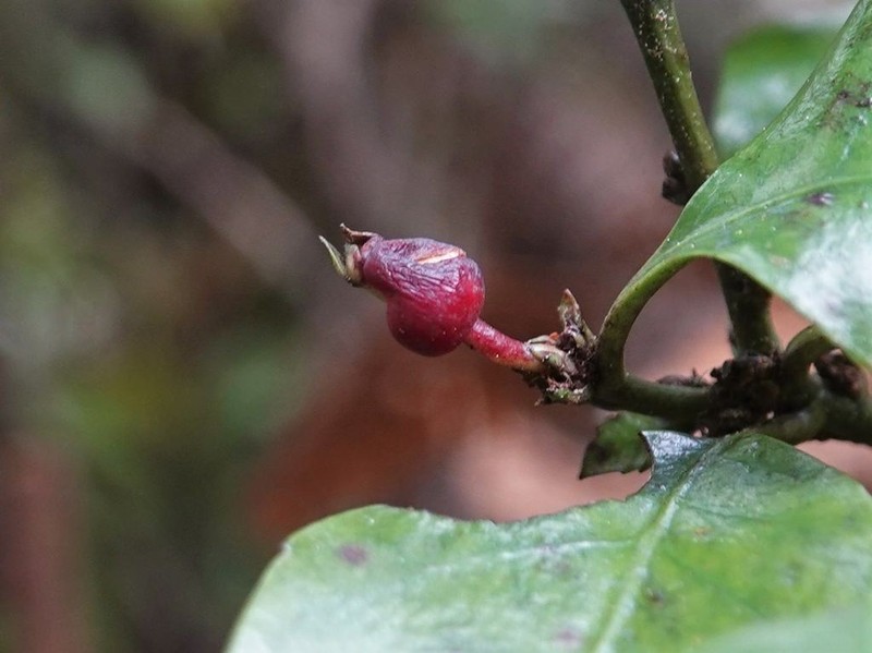 Alseuosmia macrophylla photo 2