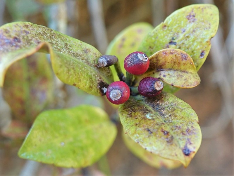 Alseuosmia macrophylla photo 3