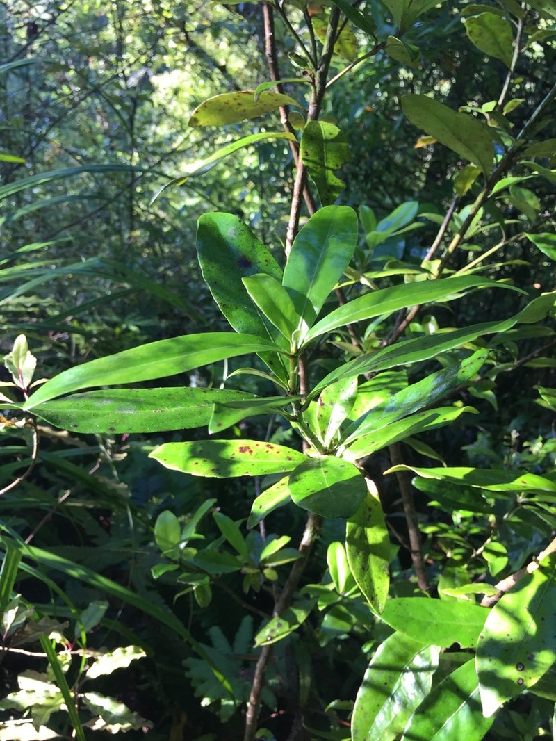 Alseuosmia macrophylla photo 4