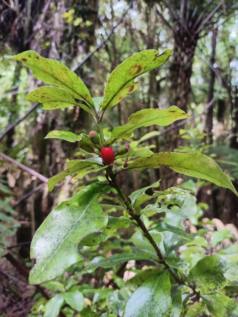 Alseuosmia macrophylla photo 5