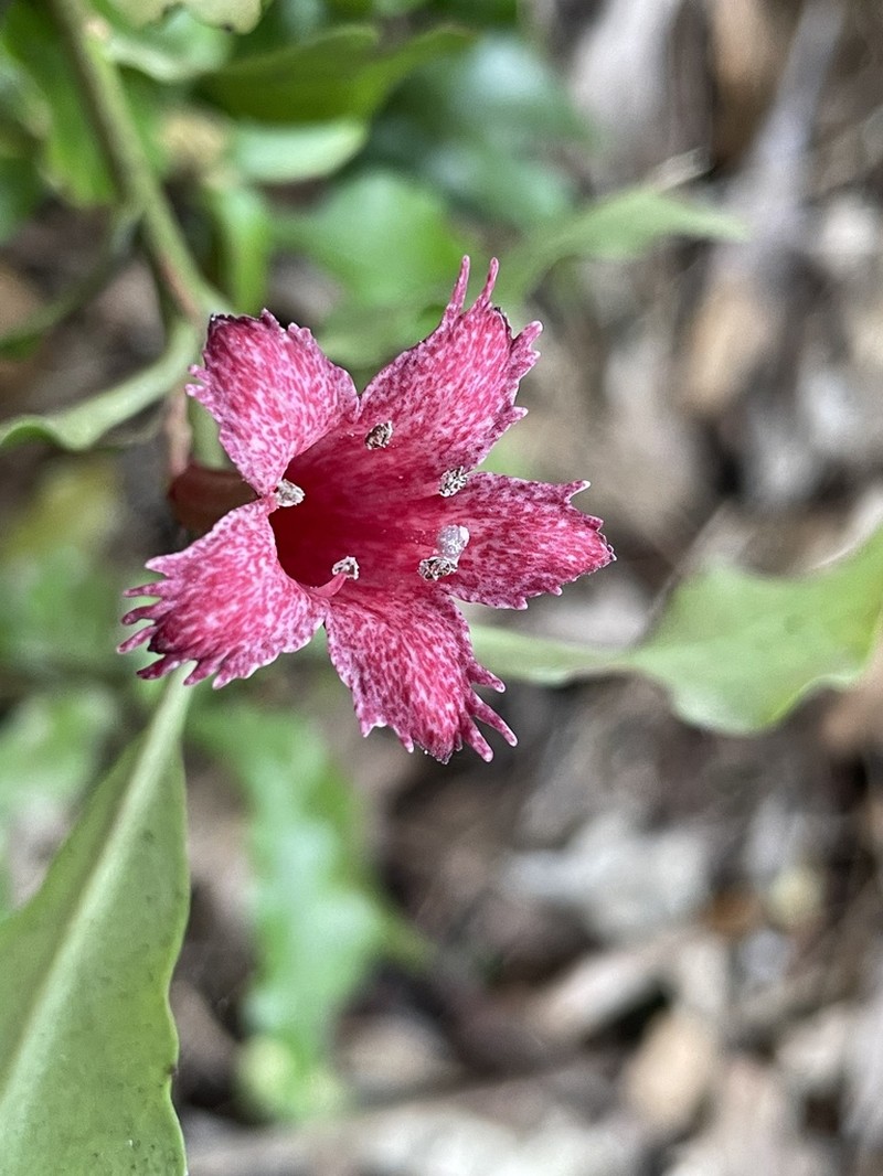 Alseuosmia macrophylla photo 6
