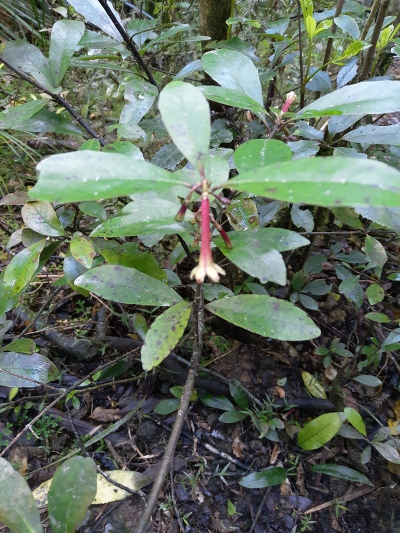 Alseuosmia macrophylla photo 7