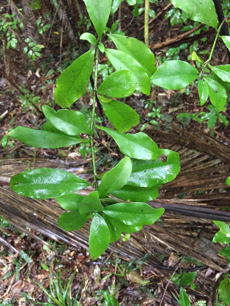 Alseuosmia macrophylla photo 8