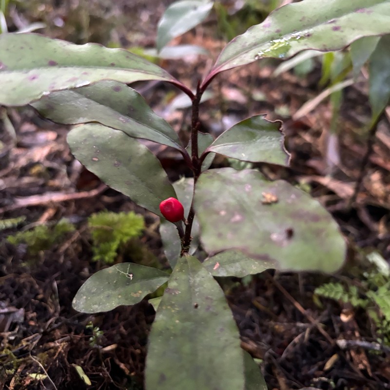 Alseuosmia pusilla