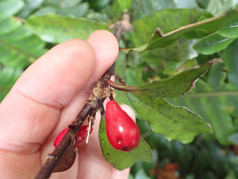 Alseuosmia pusilla photo 2