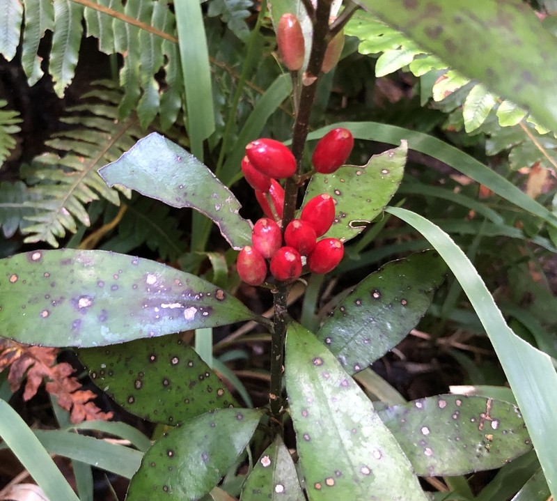 Alseuosmia pusilla photo 3