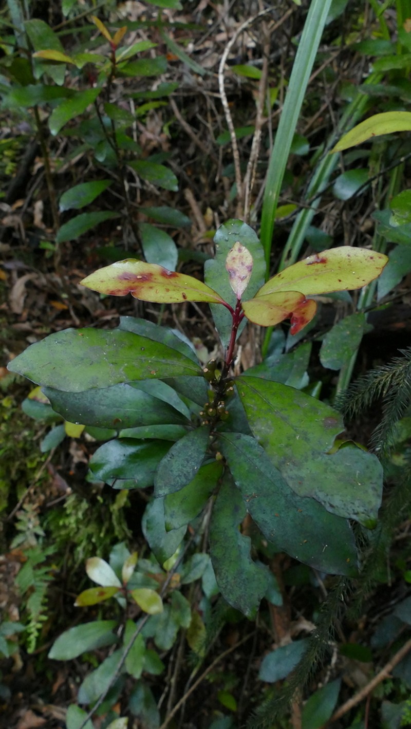 Alseuosmia pusilla photo 4