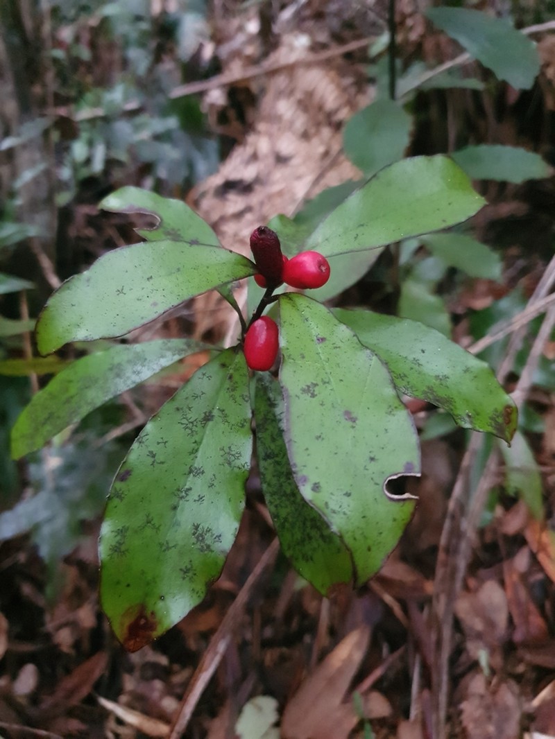 Alseuosmia pusilla photo 5