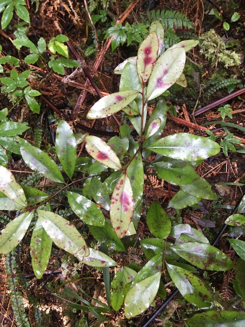 Alseuosmia pusilla photo 6
