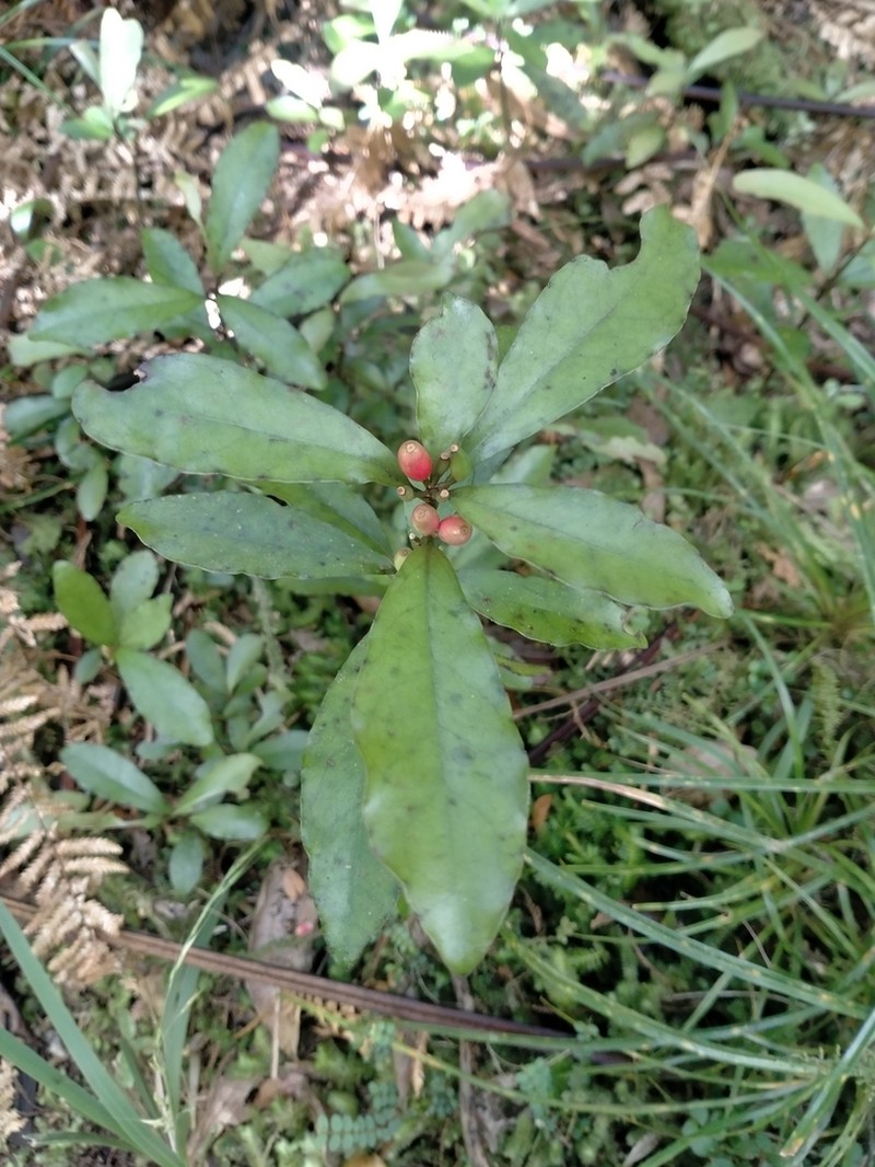 Alseuosmia pusilla photo 7
