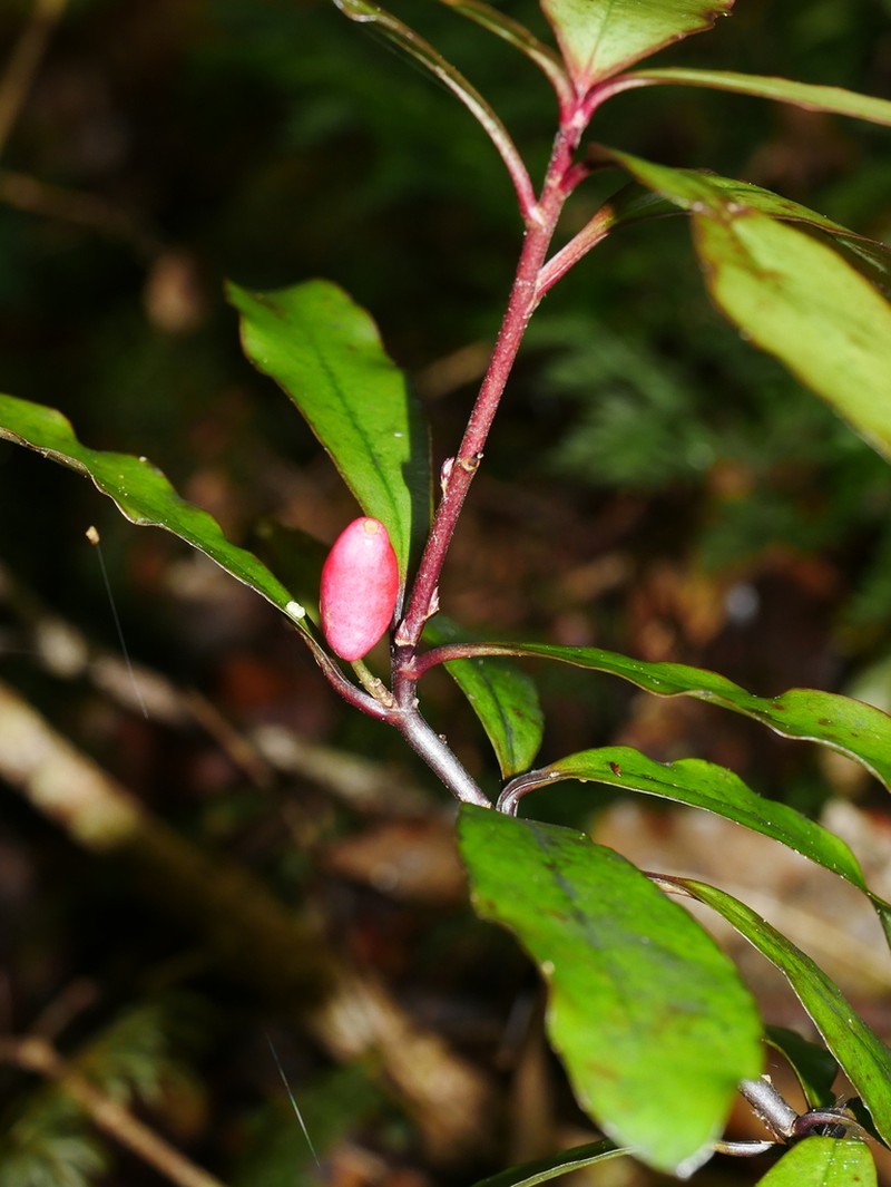 Alseuosmia pusilla photo 8