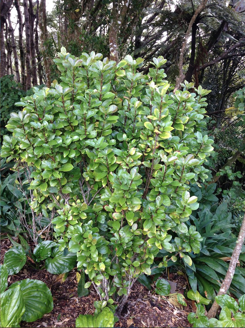 Alseuosmia quercifolia