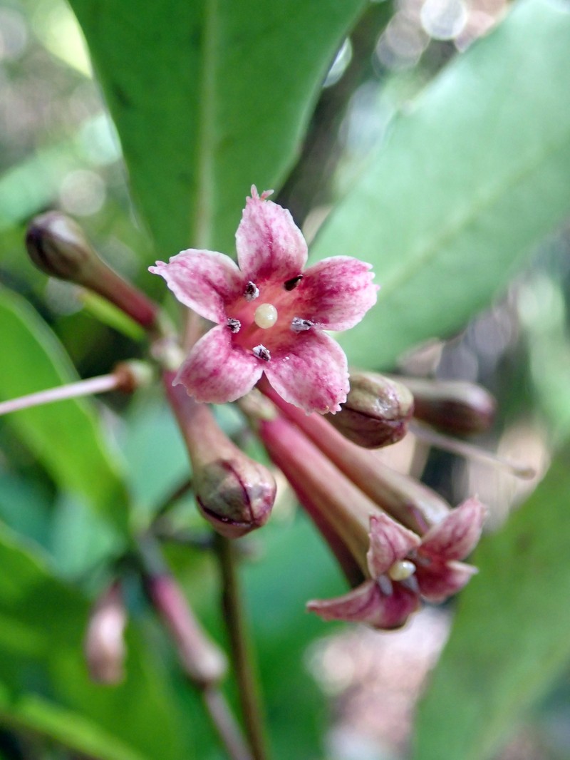 Alseuosmia quercifolia photo 2